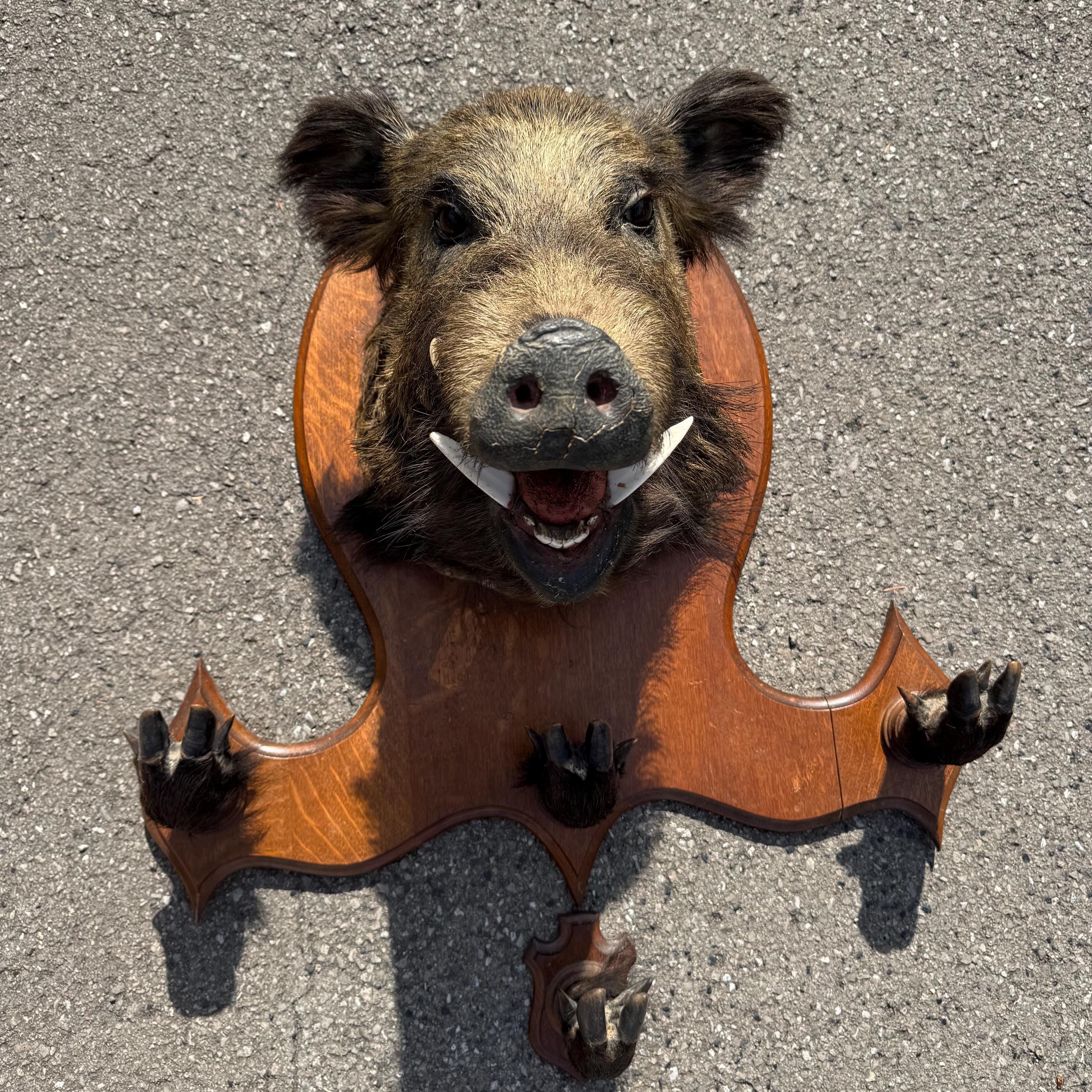 Vintage Wild Boar Trophy With Tusks & Paws – 1980s Taxidermy Mount