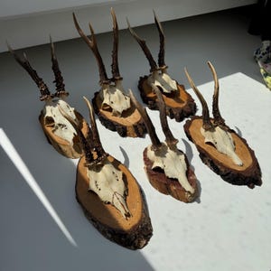 May include: Six deer antlers mounted on wooden plaques. The antlers are brown and the plaques are a light brown wood.