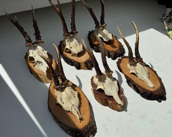 左右対称の大きな鹿の角 - Etsy 日本