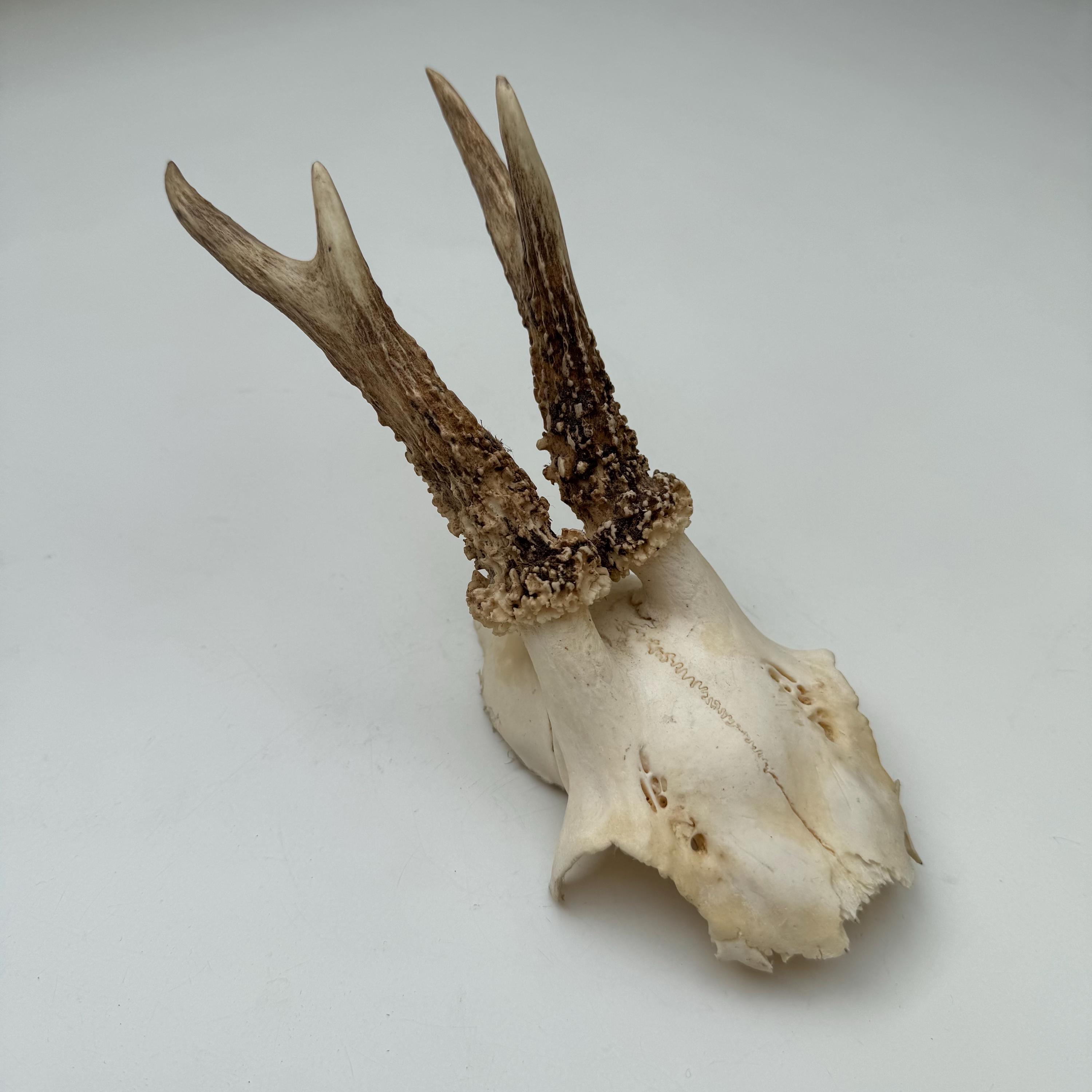 Crâne De Chevreuil Naturel Avec Cornes - 16cm (corne 18,5cm) - Décoration Vintage