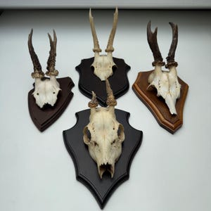 May include: Five deer skull mounts with antlers, each mounted on a wooden plaque. The plaques are various shapes and colours, including dark brown, black, and light brown. The skulls are off-white, and the antlers are brown.