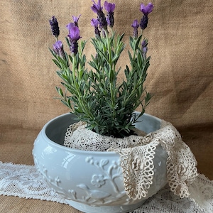 May include: A light blue ceramic planter with embossed floral designs, holding a lavender plant with vibrant purple flowers and green foliage. A cream-colored lace doily and trim add a delicate touch to this decorative piece.