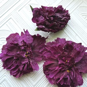 3 piezas de flores de peonía secas, flores secas, flores para resina, flores para hacer tarjetas, flores pequeñas prensadas, flores prensadas reales, peonía seca