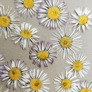 50 pcs White dried flowers,dried pressed daisies,dried pressed chamomile,White dry flowers,real dried flower,dried flowers for resin craft