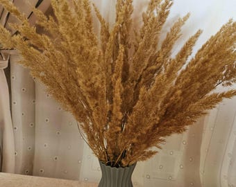 35 große trockene Schilfgrashalme, Hochzeit Blumendekor, natürliches Boho Dekor (55 cm), Pampasdecor, getrocknete Pampas
