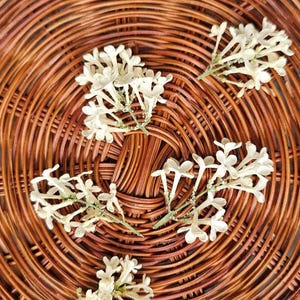 5 flores lilas secas blancas, flores secas, flores para resina, flores para hacer tarjetas, flores pequeñas prensadas, flores prensadas reales, flores silvestres secas