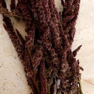 Puede incluir: Un ramo de flores de amaranto secas, con largas espigas de color burdeos y aspecto texturizado. Los tallos son una mezcla de verde y marrón, sobre un fondo neutro y claro.