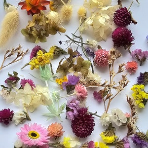 May include: Assortment of dried flowers in various colours, including purple, pink, yellow, white, and orange. The flowers are arranged on a white background.