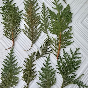15 pezzi di cedro pressato, foglie pressate, foglie secche, foglie secche, foglie pressate, foglie di thuja secche, foglie di thuja pressate, foglie di cedro naturale
