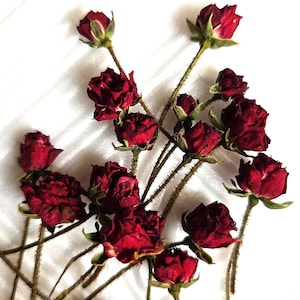 20 pcs Dried Rose Flowers,Dried Rose,Red dry roses,Miniature Rose Buds,Red Dried Roses,tiny dried flower for resin, dried plants for craft