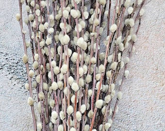 100PCS Size 50-60 cm Dry Pussy Willow Stems,Dry Flowers,Easter letterbox, Easter flowers letterbox,Dried Pussy willow, Pussy willow branches