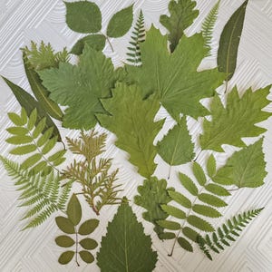 35 pcs of real dried pressed mix leaves, different leaves. Botanical material for crafts, herbarium leaves, teaching,pressed leaves