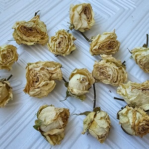15 pcs White dried roses, Real dry roses, tiny dried flower, miniature rose buds, tiny dried flower for resin, dried plants for craft