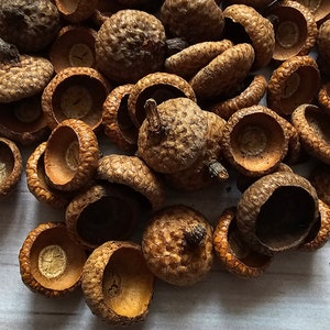 100 Large Acorn Caps, Real Dried Acorn Caps, Acorns for Handcraft, Red Oak Acorn Caps, Fall Decor