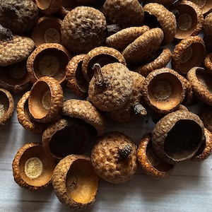 Puede incluir: Un montón de cúpulas de bellota marrones, algunas con el tallo aún unido, sobre una superficie blanca.