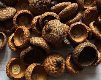 100 gros glands véritables, décoration artisanale d'automne