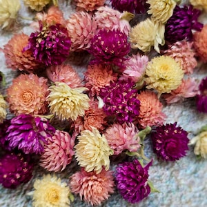 50 pcs Dried tiny flowers, Gomphrena heads, dried flowers,epoxy resin supply,tiny dried flowers,DIY Soap Making DIY Candle Making
