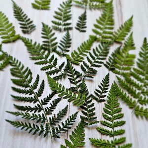 Puede incluir: Un conjunto de hojas de helecho verde fresco dispuestas sobre una superficie de madera clara. Las hojas varían en tamaño y forma, con detalles intrincados y plumosos. La imagen muestra la belleza natural y la textura de los helechos, creando una composición visualmente atractiva.