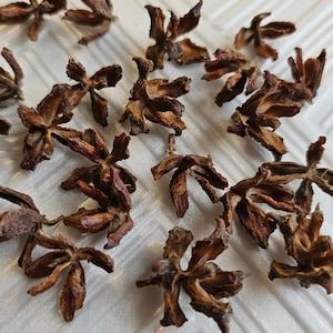 Puede incluir: Primer plano de vainas de anís estrellado, una especia con forma de estrella y color marrón oscuro. Las vainas están esparcidas sobre una superficie blanca, mostrando su forma y textura únicas. Ideal para uso culinario.