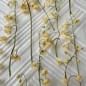 15 pcs Dried lily of the stem,white cream brown green,mini flowers,small flowers,White dry flowers,dry flower supply,epoxy resin supply