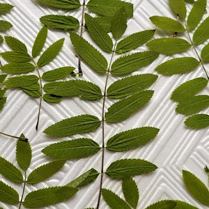 25/50/100 piezas de hojas de serbal reales, hojas de serbal prensadas secas naturales, hojas de serbal, hojas secas artesanales, flores prensadas secas enmarcadas, hoja de serbal