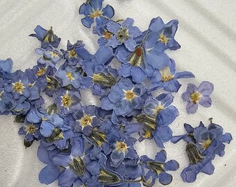 押し花の忘れな草 7/14 個、押し花のミオソティス、押し花の青い