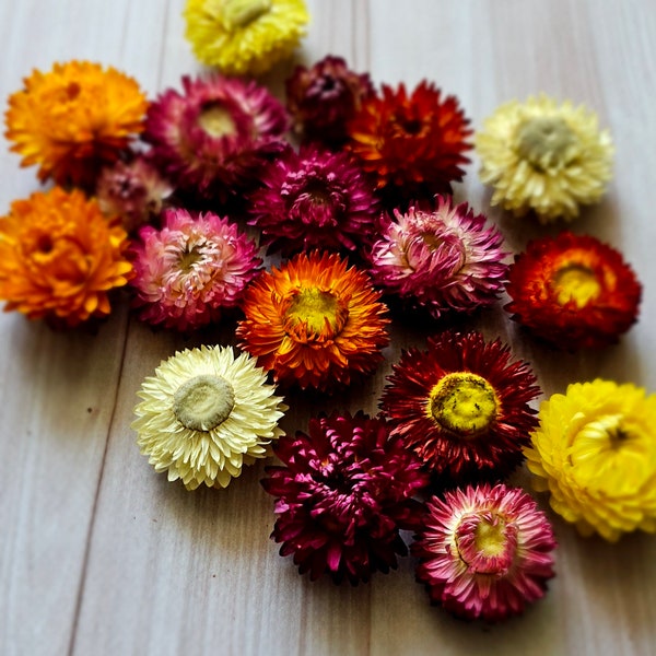 100 Dried Strawflower Heads, dried flowers, wedding diy,DIY Soap Making ,DIY Candle Making, Dried flower for resin, Dried flower for craft