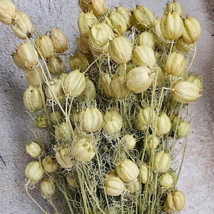 15 tiges de nigelle séchée, gousses de fleurs de nigelle naturelles, paquet de plantes de nigelle séchées. remplissage pour vases, arrangement de fleurs séchées, décoration d&#39;intérieur rustique