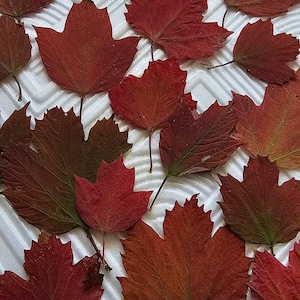 50 pcs Fall Pressed Leaves,Dried leaves Viburnum,Pressed Leaf,Pressed Red Leaves,Fall leaves,Leaf Art,Autumn school crafts,Fall Pressed LeaF