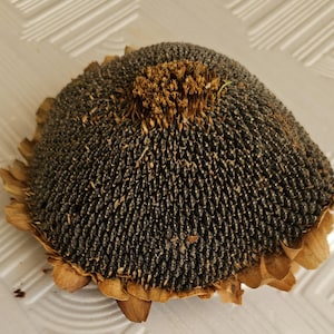 Può includere: Primo piano di una testa di girasole essiccata. La testa è marrone scuro con un fitto motivo di semi. I petali esterni sono di colore marrone chiaro e il centro è di una tonalità di marrone più chiara.