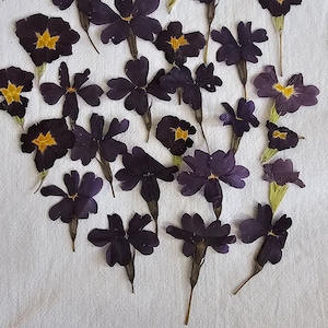 25 Purple dried flowers,dried pressed flowers,flowers epoxy resin,Flower Craft,pressed small flower,real pressed flowers,pressed wild flower