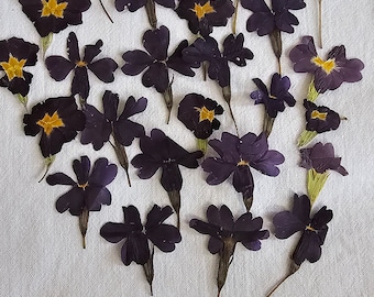 25 Purple Pressed Flowers, Real Dried Flowers for Resin Crafts