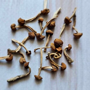25 pcs Dried mushrooms, Mini mushrooms, Small fungus,Tiny mushrooms ,Moss mushrooms for Resin jewelry,mushroom for fairy house,Dry Mushrooms