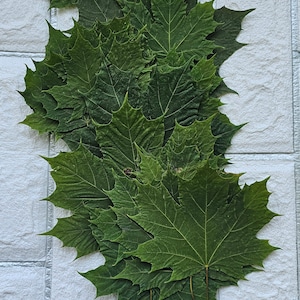 25 MAPLE LEAVES.Preserved Maple Leaves,Green Leaves,Fall Decor,Pressed Green Leaves,Wedding Decoration.Maple Leaf Table,Dry Green Leaf