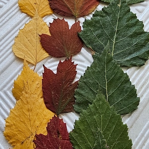 50 pcs of real dried pressed mix leaves, different leaves. Botanical material for crafts, herbarium leaves, teaching,pressed leaves