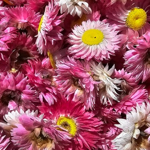 100 Dried Strawflower Heads, dried flowers, wedding diy,DIY Soap Making ,DIY Candle Making, Dried flower for resin, Dried flower for craft
