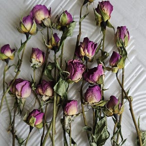 Op de afbeelding: Een verzameling gedroogde rozen met diep magenta en paarse bloemblaadjes, voorzien van verwelkte groene kelkblaadjes en dunne, houtachtige stelen. De bloemen zijn losjes gerangschikt en tonen verschillende bloeistadia, van gesloten knoppen tot half geopende koppen.
