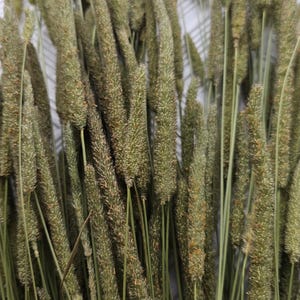25\50\100 pcs Timothy hay,Timothy grass,rabbit sprays,Timothy Hay Tips,Small Animal Treat, Guinea Pig Treat,Chinchilla Treat , Rabbit Treat