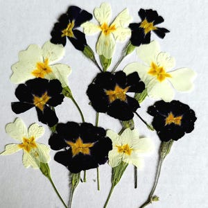 30 pressed dry flowers,dried pressed flowers,flowers epoxy resin,Flower Craft,pressed small flower,real pressed flowers,pressed wild flower
