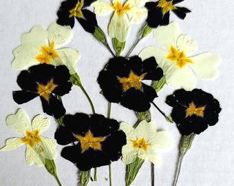 30 pressed dry flowers,dried pressed flowers,flowers epoxy resin,Flower Craft,pressed small flower,real pressed flowers,pressed wild flower