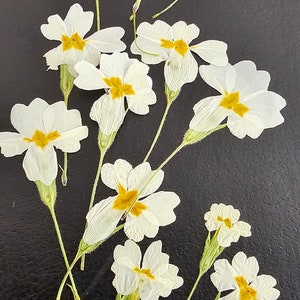 25 白いドライフラワー、ドライ押し花、樹脂用花、カード作り用花、小さな押し花、本物の押し花、ドライワイルドフラワー
