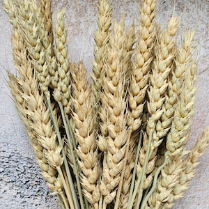 以下が含まれることがあります： ベージュ色の頭を持つ乾燥した小麦の茎の束。茎は根元で一緒に結ばれています。