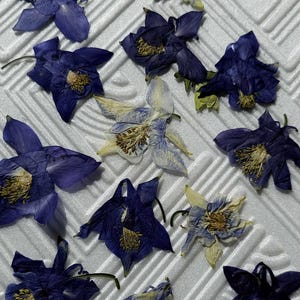20 pressed dry flowers,dried pressed flowers,flowers epoxy resin,Flower Craft,pressed small flower,real pressed flowers,pressed wild flower