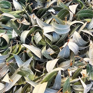 500g Organic Dried Willow,Dried Willow for Rabbits, Rabbit Treats,Dried Willow Leaf, Organic rabbit treat