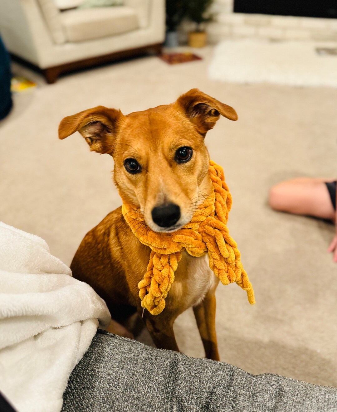 Yellow Medium Handknit Dog Scarf Necktie Accessory Etsy