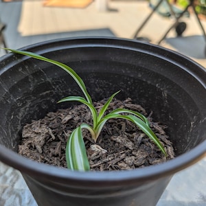 Spider plant