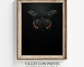 May include: A black butterfly with orange markings on its wings is displayed against a dark background in a wooden frame. The butterfly is centered in the frame and appears to be a real specimen.