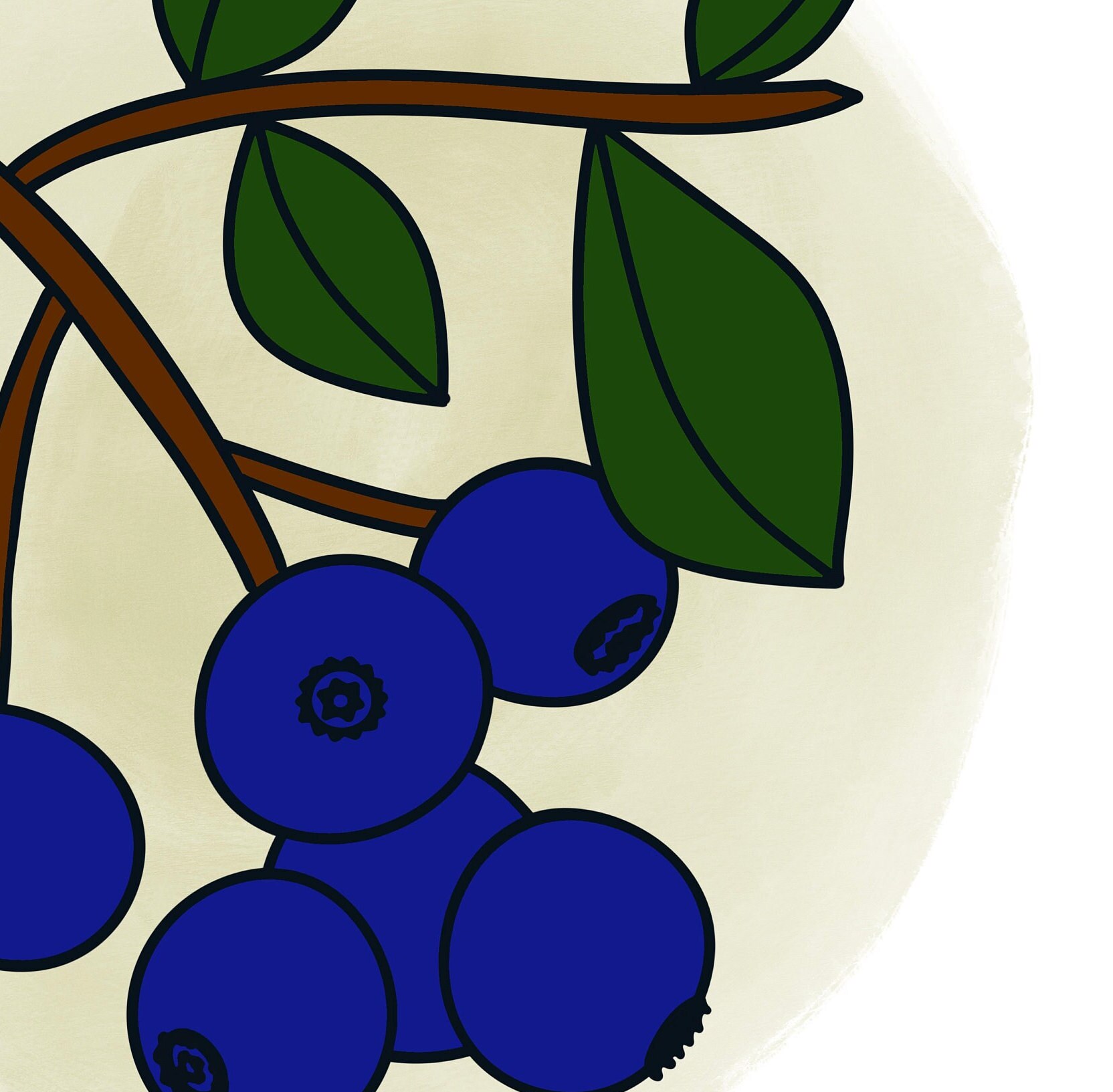 Blueberry Bounty: Solid Color Illustration - Etsy
