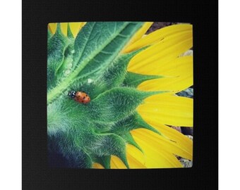 Sunflower Ladybug Matte Canvas, Stretched, 0.75"