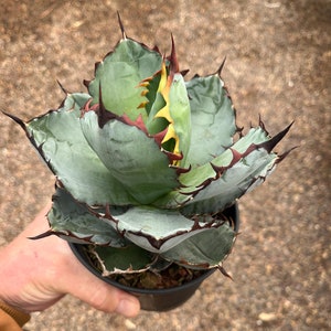 Buy Agave Parryi Truncata 'orizaba' - アガベ パリー Buy Agave Parryi Truncata 'orizaba' - アガベ パリー